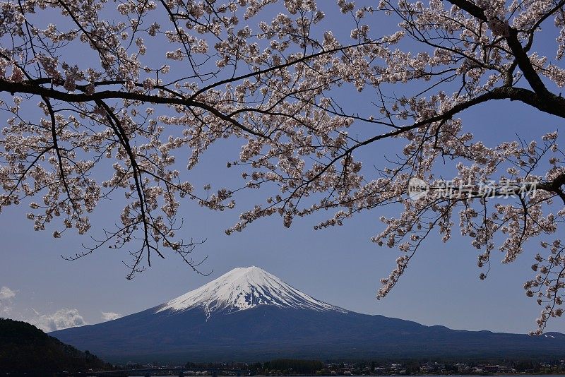 富士山和川口湖的樱花