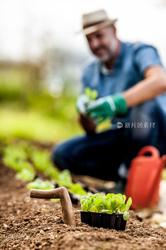 在有机蔬菜园内种植莴苣苗