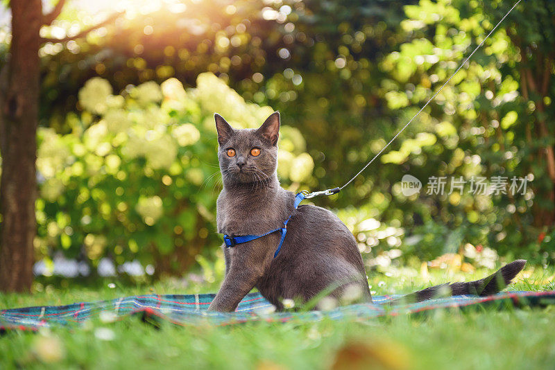 查特鲁猫竖起了耳朵