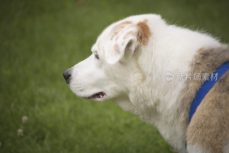 白狗，拉布拉多寻回犬和澳大利亚牧羊犬的杂交品种