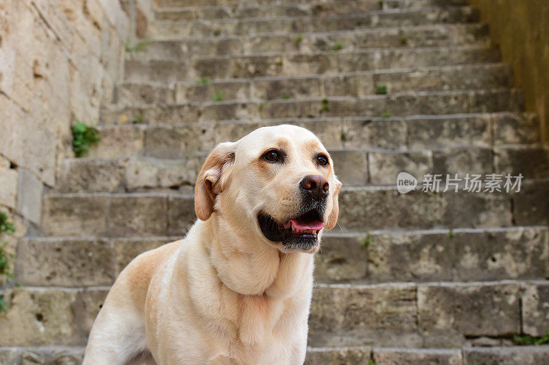 圣吉米尼亚诺的拉布拉多寻回犬