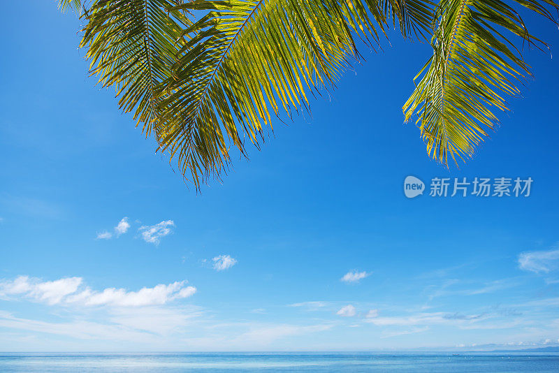 棕榈叶和热带海洋背景