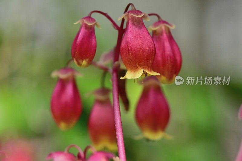 高凉菜属“温迪”花