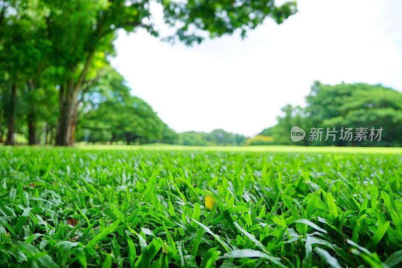 模糊的背景:绿色的草坪和树木在绿色公园