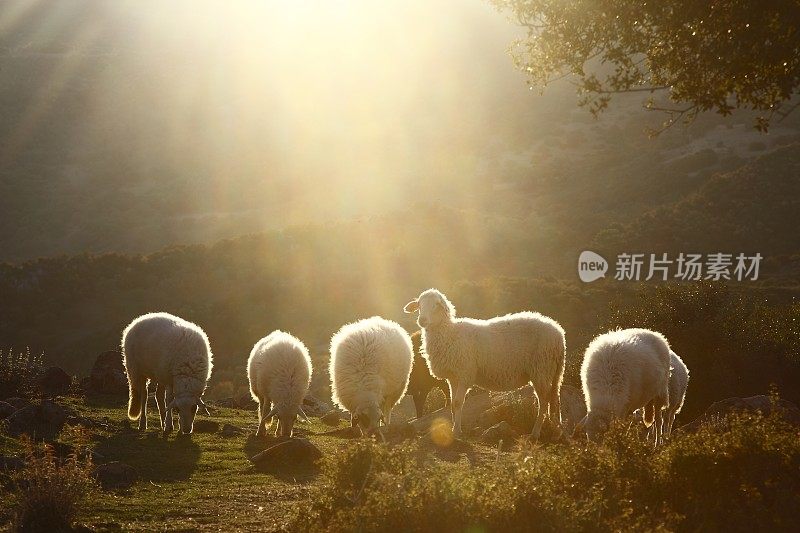 日落时的羊群