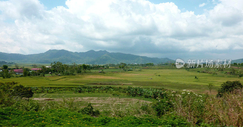 绿色山谷与稻田在弗洛雷斯岛，印度尼西亚