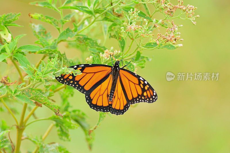 花蜜黑脉金斑蝶