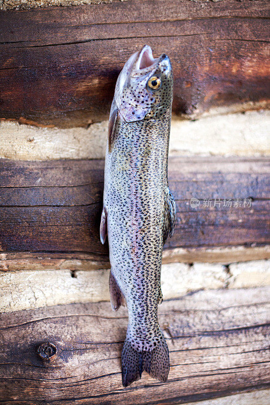 从新鲜的山溪中捕获的虹鳟鱼
