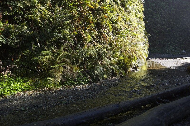 蕨类植物峡谷淡水