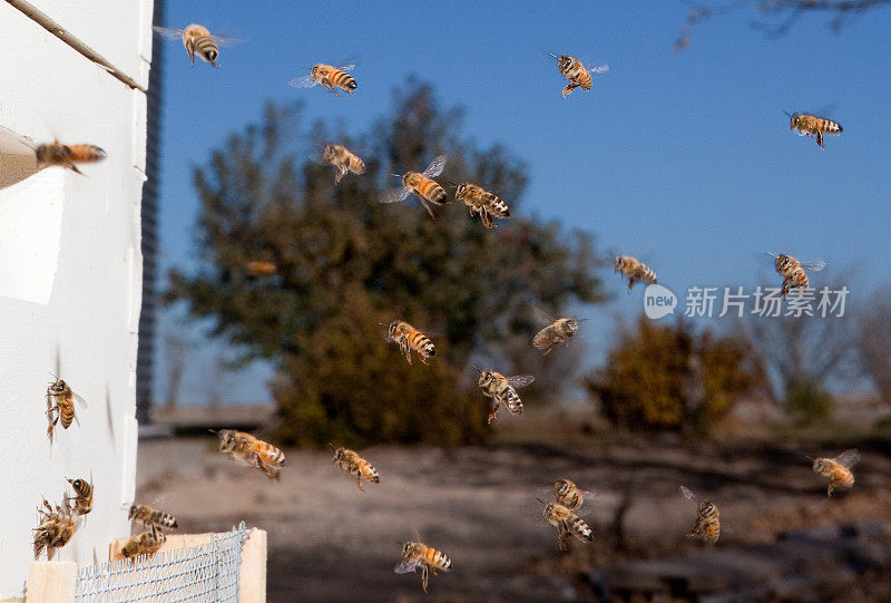 飞行中的蜜蜂