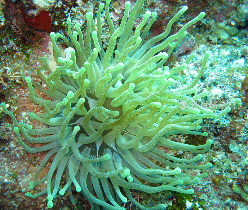 马尔代夫海洋深处美丽的自然和海洋生物