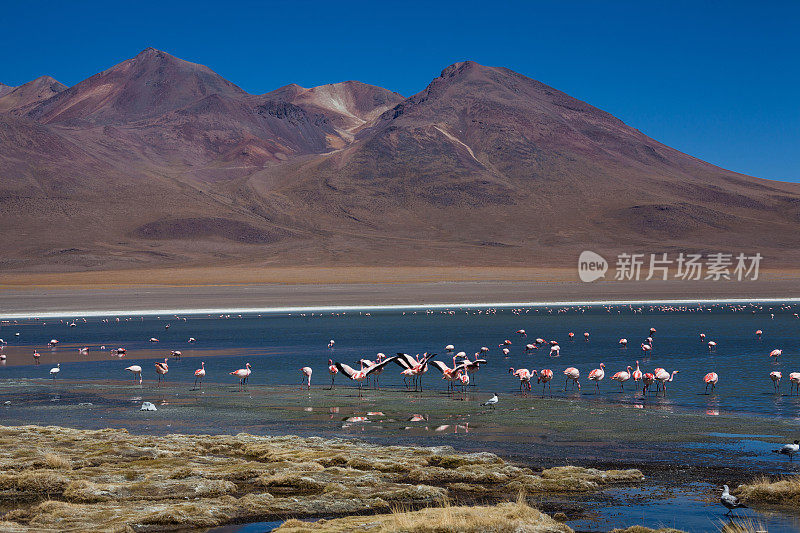 玻利维亚高原泻湖中的火烈鸟