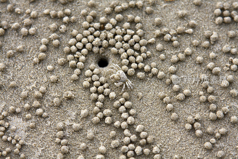 小螃蟹被从洞里挖出来的沙球包围着