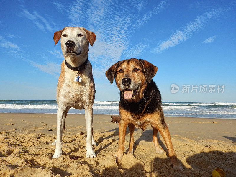 海滩上的狗