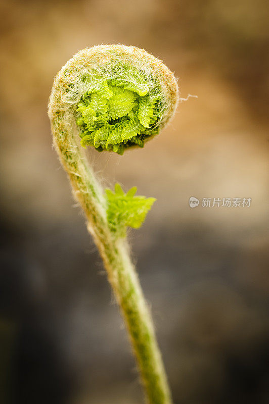 蕨类植物船首饰