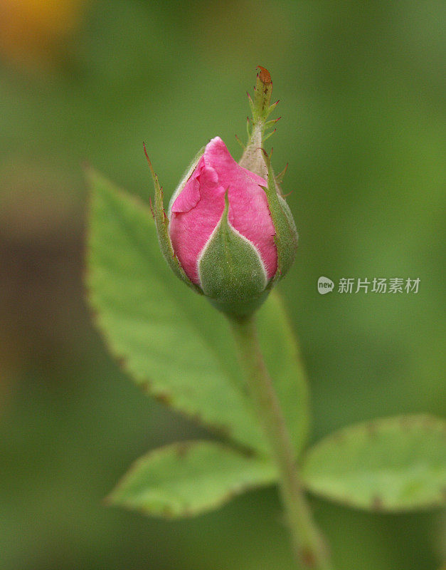 小小的粉红玫瑰花蕾