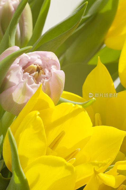 美丽的郁金香混合花束(粉色和黄色)