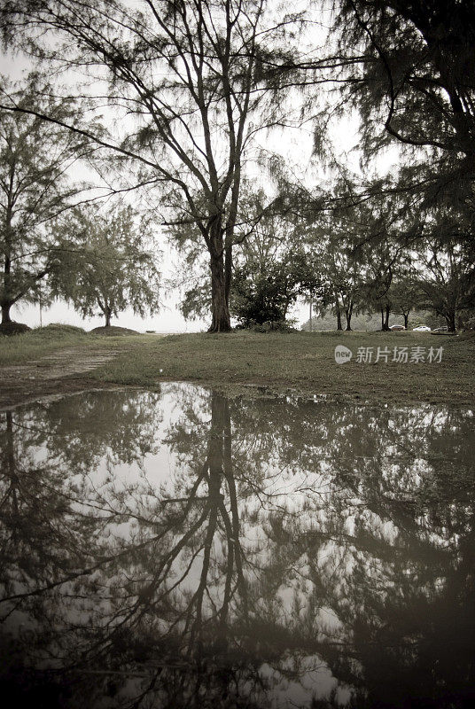 树木和泻湖自然