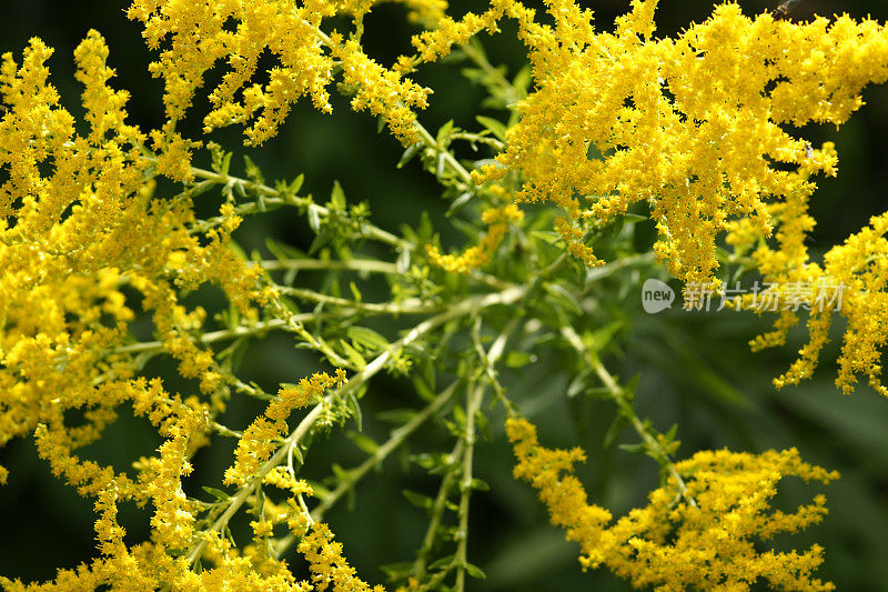 秋麒麟草属植物