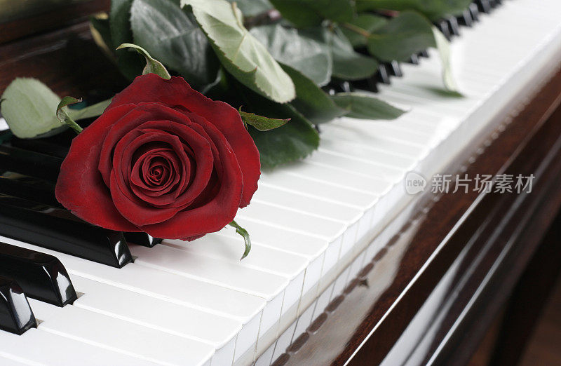 钢琴和玫瑰