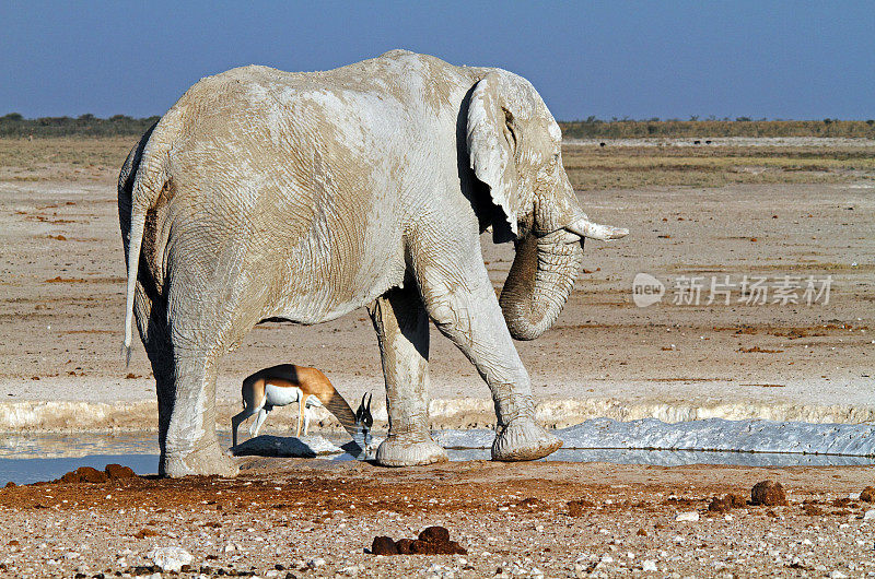 非洲象遇见跳羚
