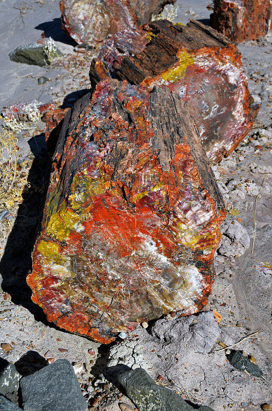 石化森林国家公园的彩色水晶原木