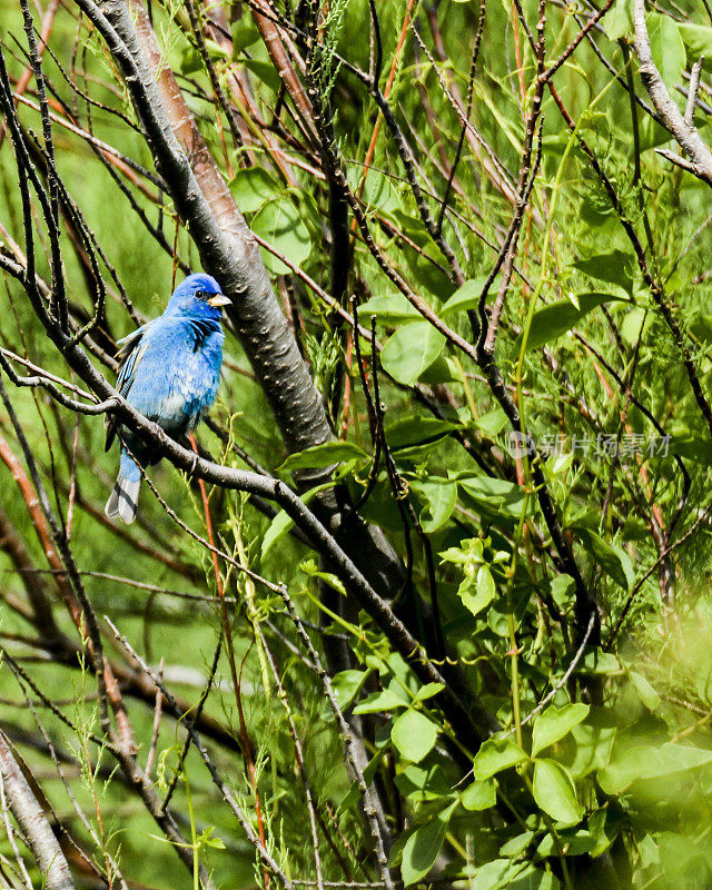 美丽的靛蓝Bunting鸣禽栖息在树枝上