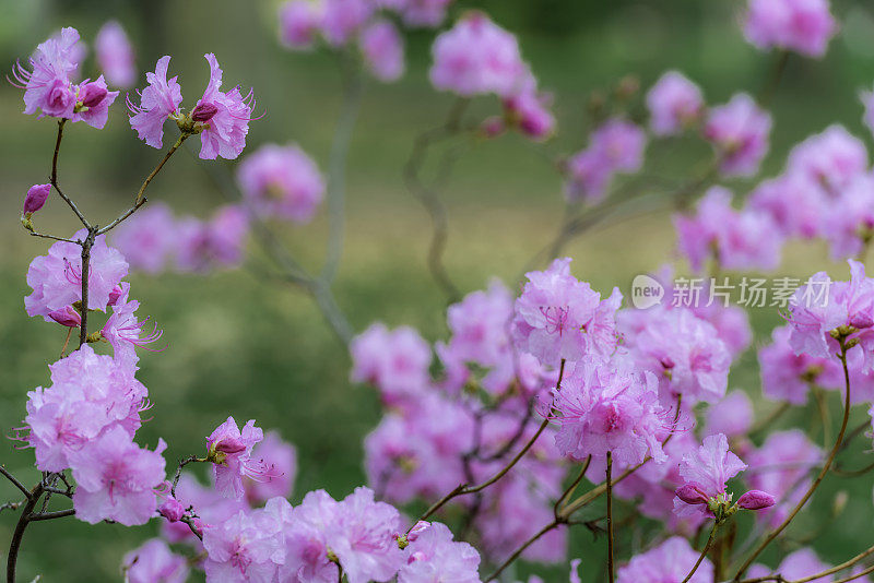 杜鹃花的花