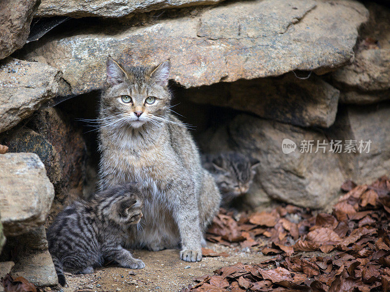 欧洲野猫