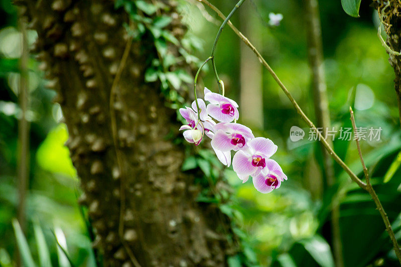 五朵紫花瓣兰花