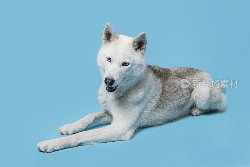 西伯利亚雪橇犬