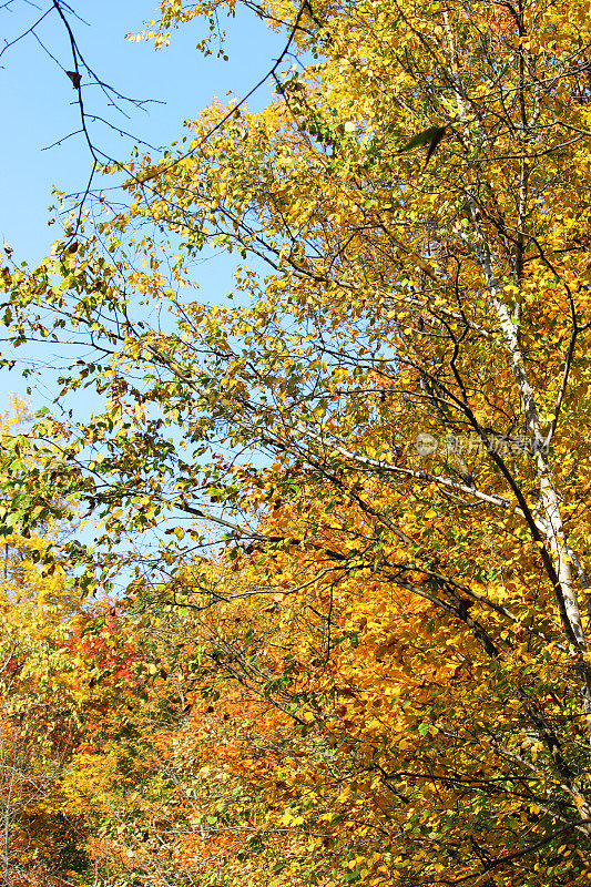 加拿大:唐河谷的秋色