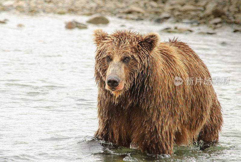 阿拉斯加棕熊近距离与鲑鱼血河