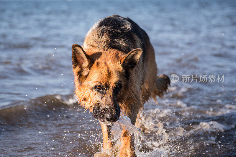 德国牧羊犬在海里玩耍