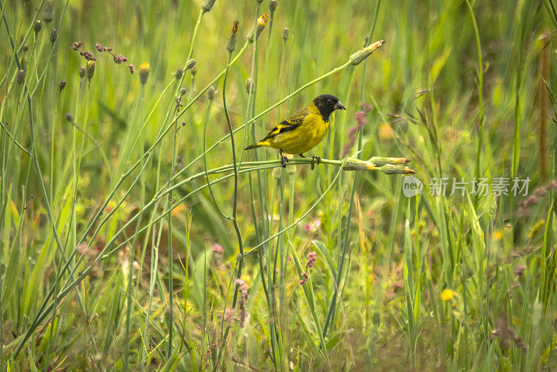 兜帽金雀花