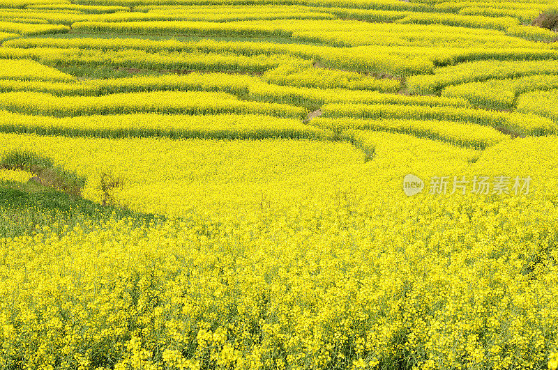 美丽的野外风景