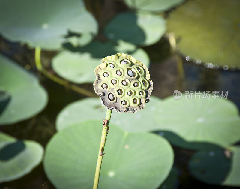 莲花种子植物