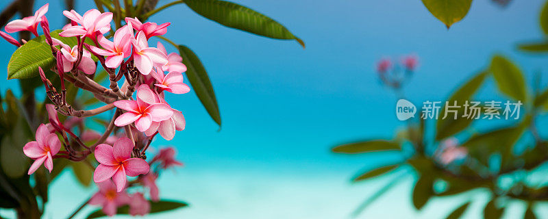 鸡蛋花(鸡蛋花)盛开在维尔京群岛，与绿松石水