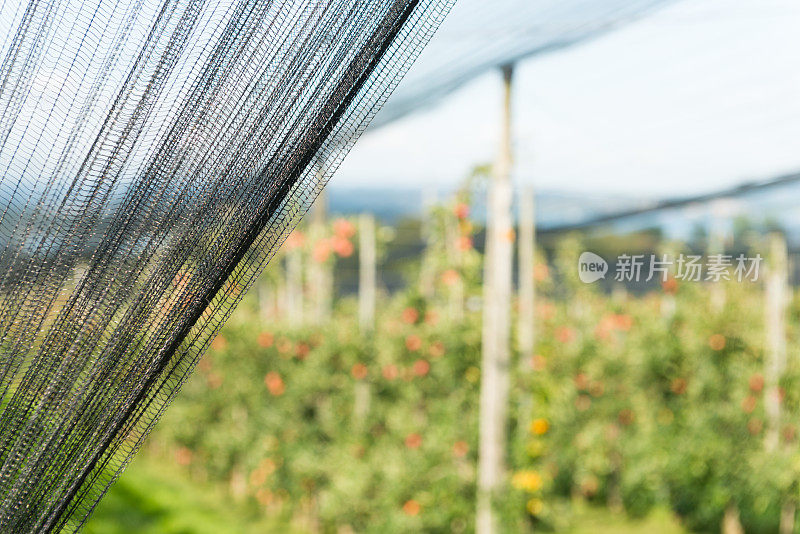 在康斯坦斯湖的苹果的特写网保护