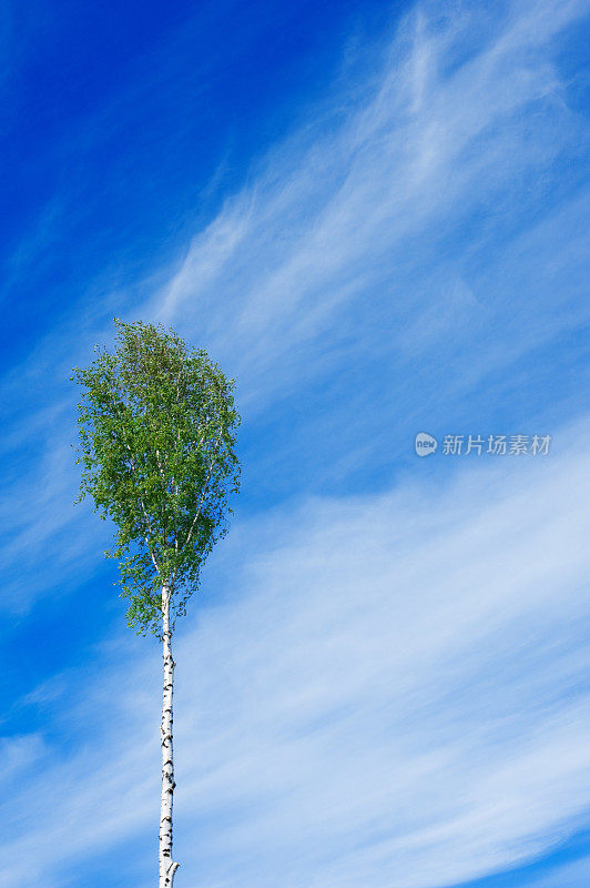 树下的天空