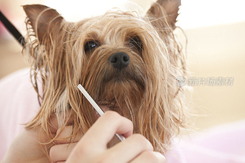 在美容院的约克夏犬日