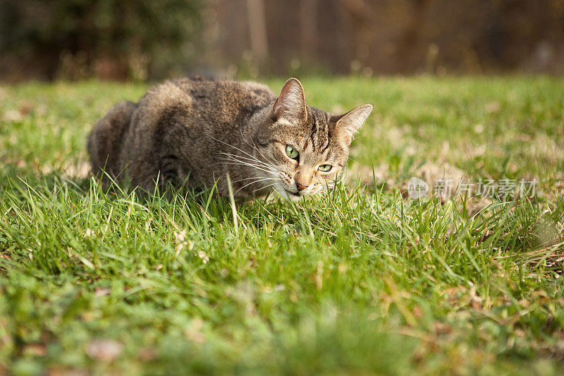 虎斑猫在户外吃草