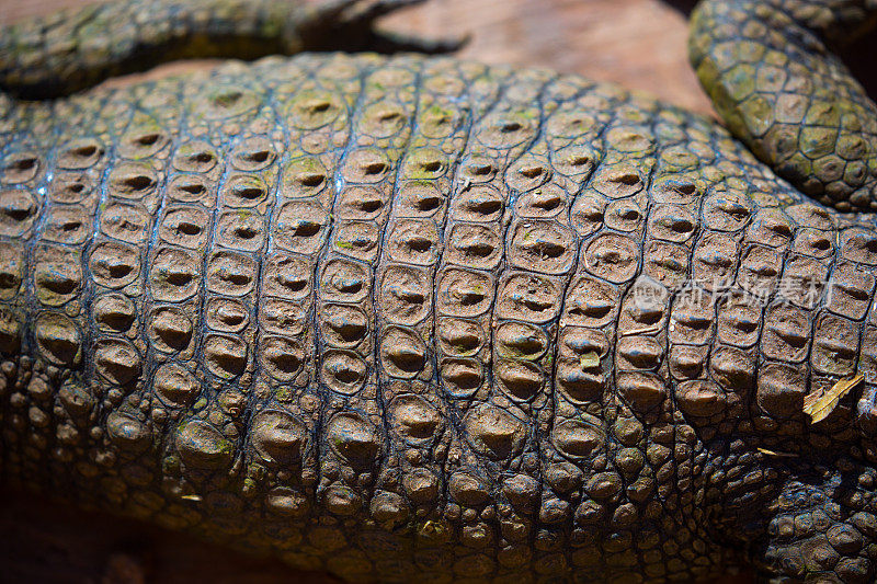 南非:尼罗河鳄鱼