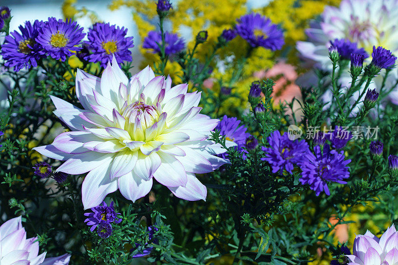 大丽花，紫菀和金棒