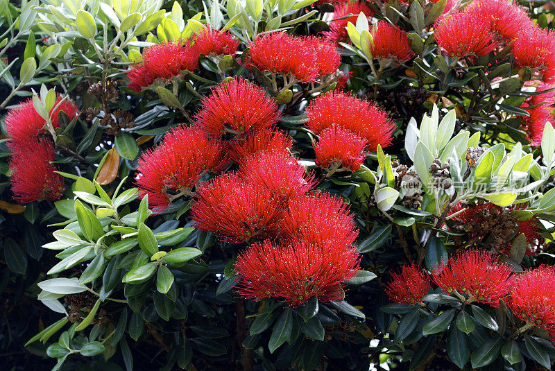 新西兰Pohutukawa