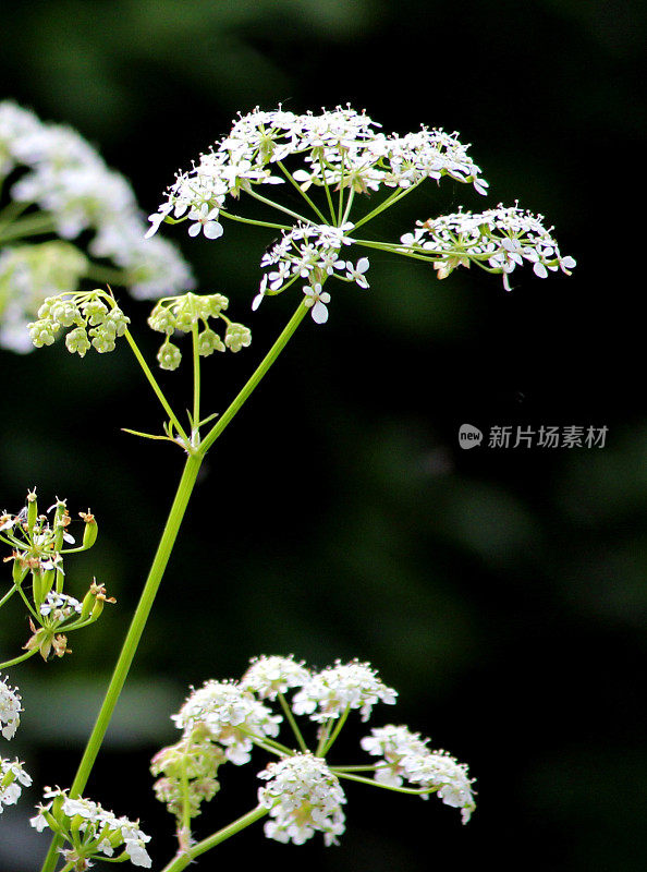 牛欧芹属植物的白花