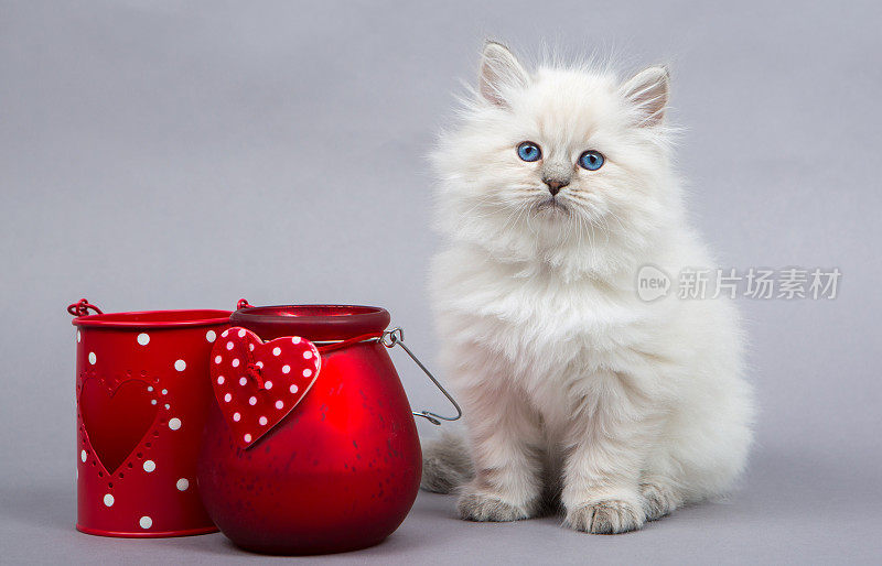 西伯利亚小猫画像
