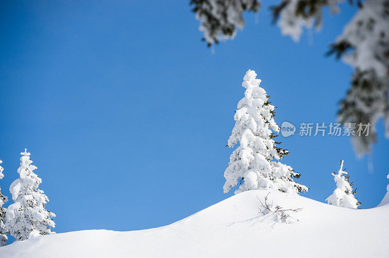 白雪覆盖的树木映衬着蓝天