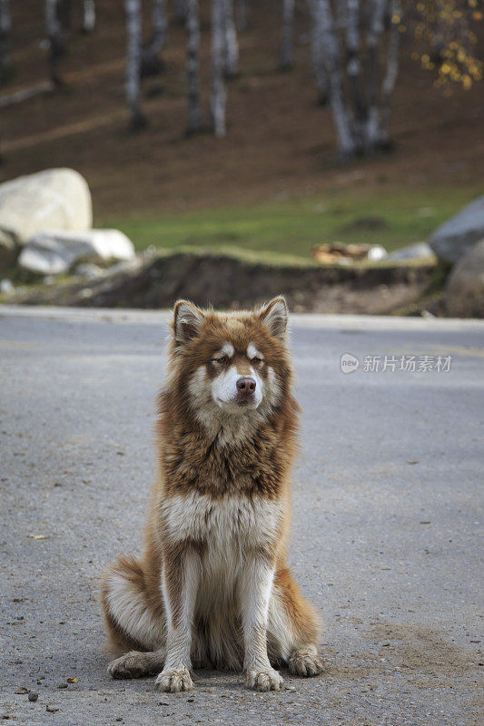 中国新疆喀纳斯河木村的阿拉斯加雪橇犬