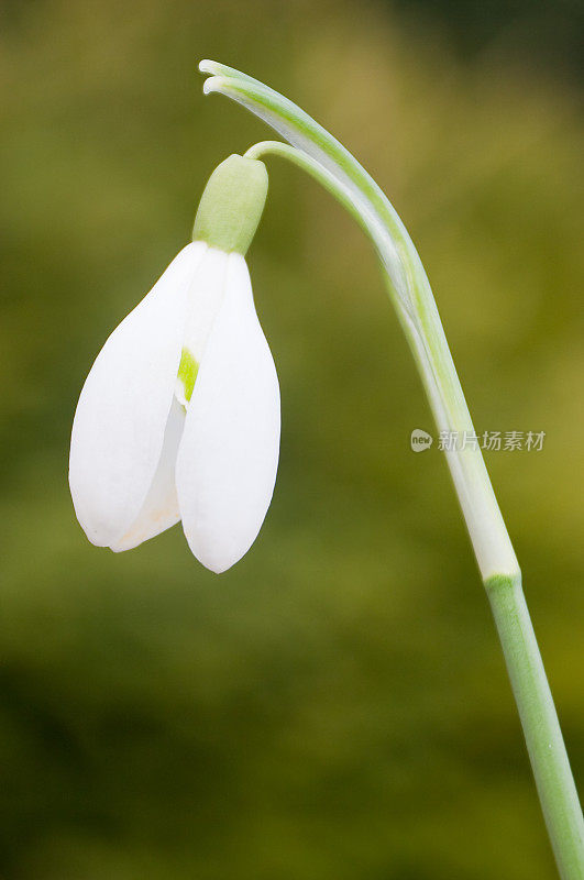 白色的雪花莲